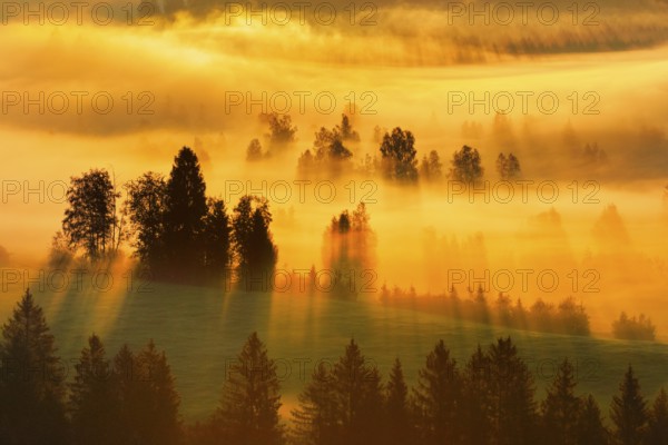 Fog and forest at the Rothenthurm high moor, Canton Schwyz, Switzerland, Europe