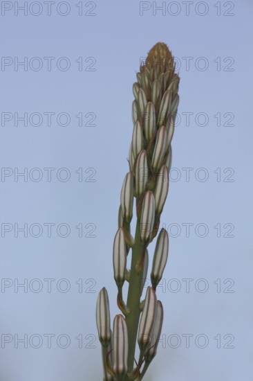 Spike with buds of the small-fruited affodil (Asphodelus aestivus), detail, cropped image, affodil,