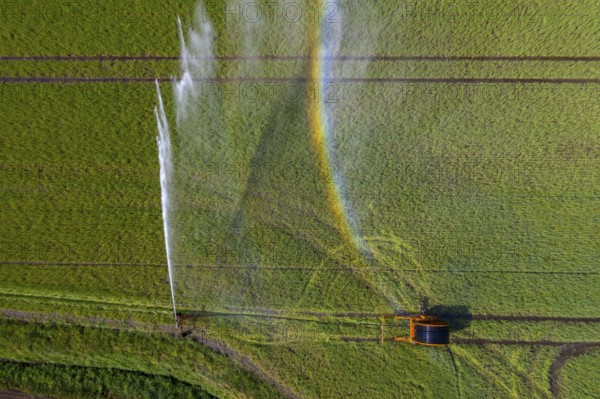 Irrigation of a wheat field on the Lower Rhine, with a mobile irrigation machine, large-area