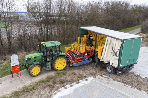 Lettuce plants are planted with a planting machine, loading the planting machine, agriculture,