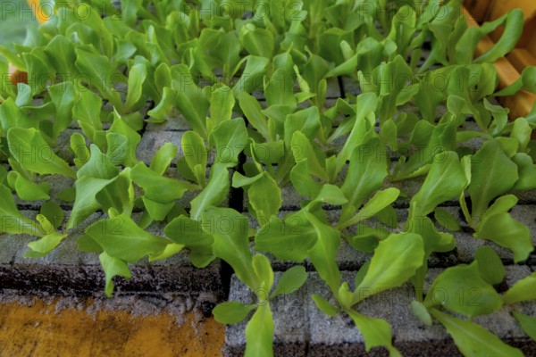 Lettuce plants, in press pots, they are planted in a field with a planting machine, agriculture,
