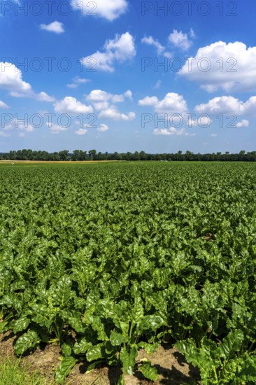 Agriculture, field, field with sugar beet, early growth stage, vigorous growth, near Issum, North