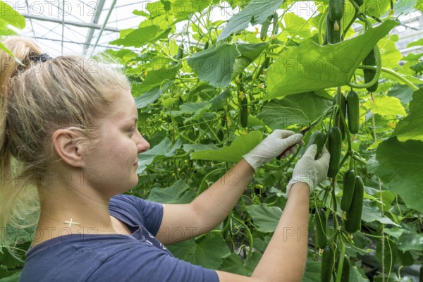 Cultivation of mini cucumbers, snack cucumbers, in a greenhouse, near Straelen, North