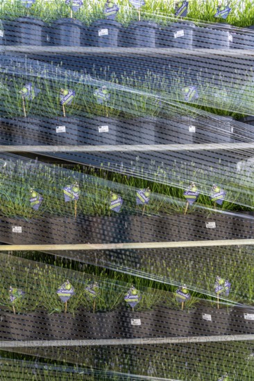Horticultural company, lavender plants, in flower pots, outdoors, are packed for transport to the