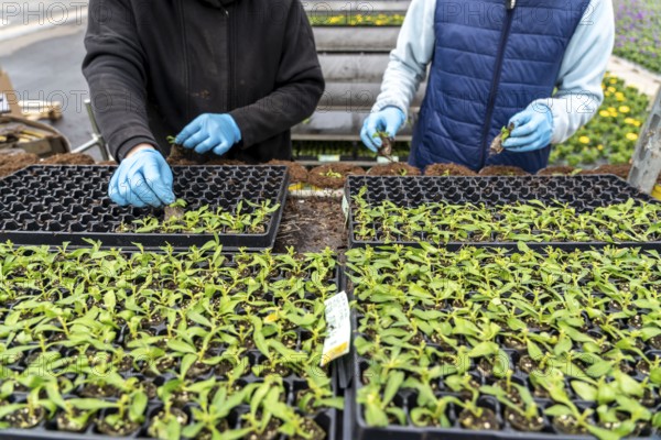 Horticultural business, greenhouse, young plants are potted, the potting soil is filled into the