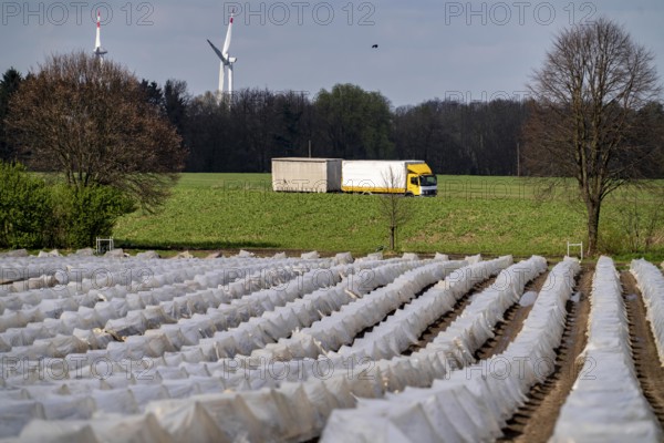 Asparagus fields, asparagus stems under foil, for faster growth, near Kirchhellen, district of