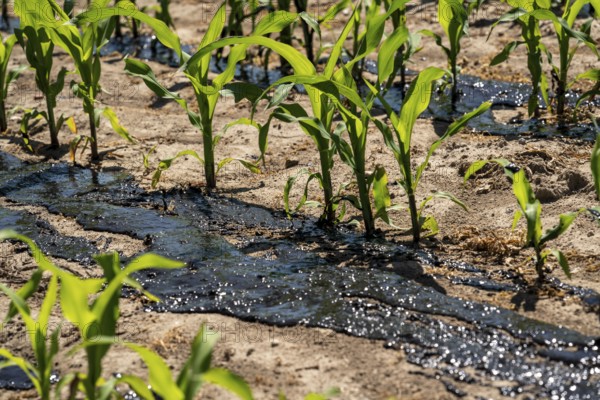 A maize field, with young plants, is fertilised with liquid manure, near Geldern, North