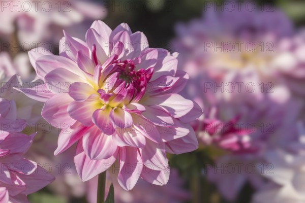 Dahlia (Dahlia), Münsterland, North Rhine-Westphalia, Germany, Europe