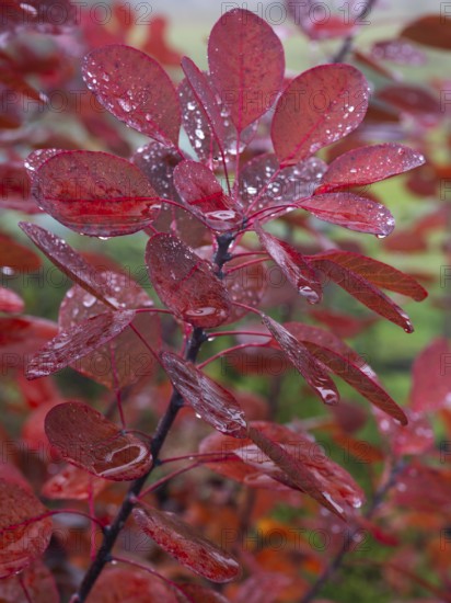 Smoke Tree (cotinus coggygria), leaves in autumn colour, covered with water droplets, Hessen,