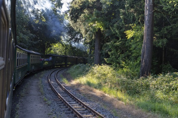 A train travels through a densely overgrown forest on curved tracks under bright sunlight, Rügen,
