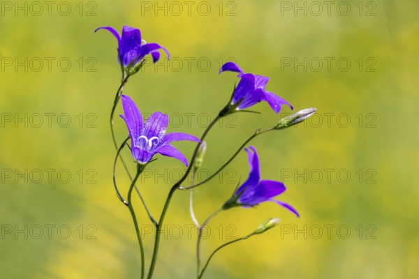 Spreading bellflower (Campanula patula), blue meadow plant, Swabian Alb, Gomadingen,