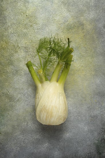 Fennel, bulb, dill root, fresh, top view