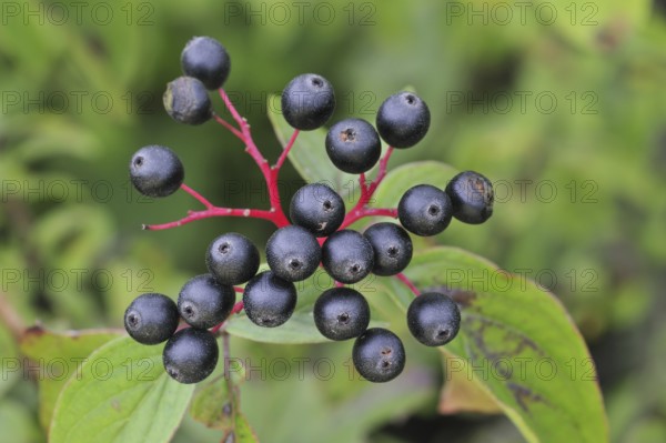 Close up of Common, European dogwood leaves and berries (Cornus sanguinea), Belgium, Europe