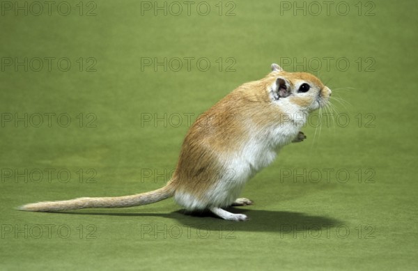 Pet Mongolian gerbil (Meriones unguiculatus) standing up
