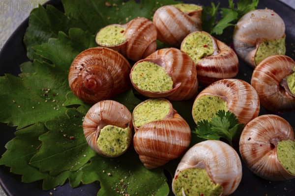Grape snails, stuffed in burgundy, french cuisine