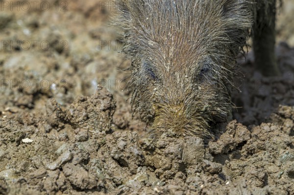 Wild boar (Sus scrofa) close-up of juvenile pig foraging with muddy snout digging in quagmire, mud