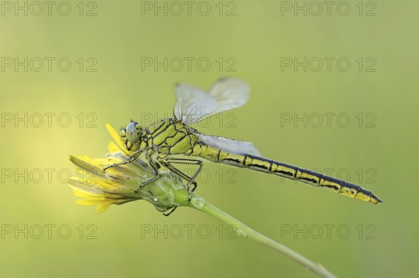 Western clubtail (Gomphus pulchellus), female, Provence, southern France