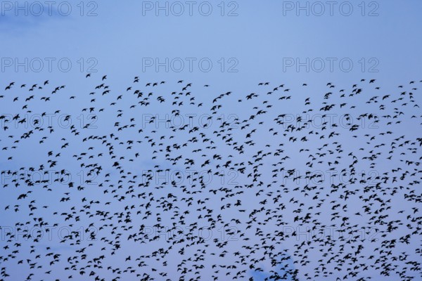 Flock of starlings in flight at dusk