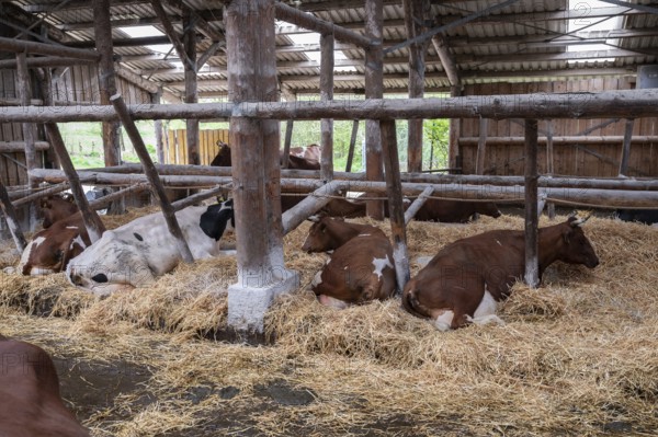Cows resting in an open stable on straw on an organic farm, North Rhine-Westphalia, D-Germany