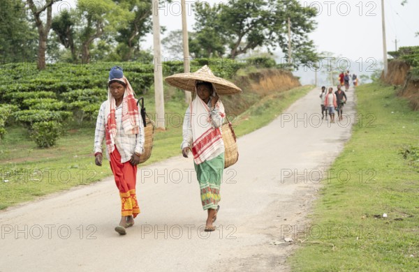 Bokakhat, India. 20 April 2024. Women tea pluckers returns after plucking tea leaves at a tea