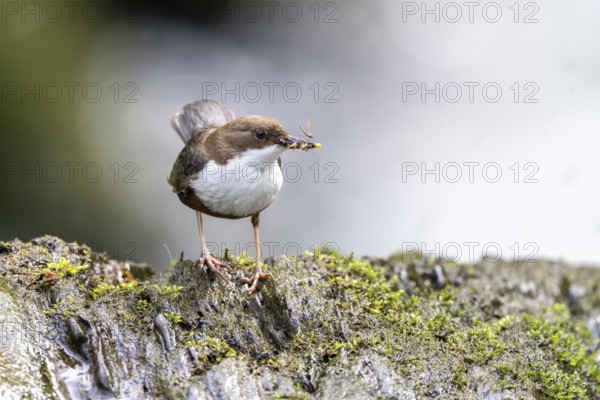 White-throated Dipper (Cinclus cinclus), at a torrent with prey in its beak, Rhineland-Palatinate,