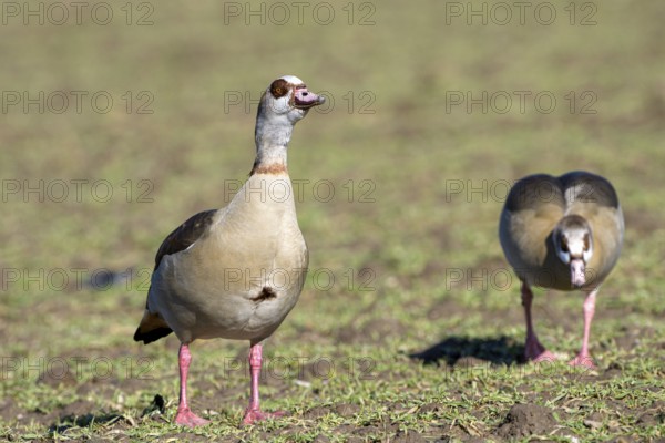 Egyptian goose (Alopochen aegyptiaca), two adult birds, pair, Wesel, Lower Rhine, North