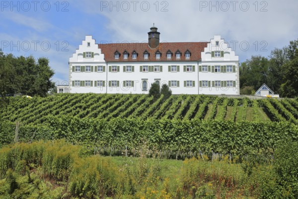 Baroque Hersberg Castle with vineyards, Immenstaad, Obersee, Lake Constance, Lake Constance region,