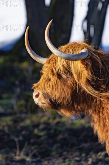 Close-up of a Highland cow's head with imposing horns and rough fur, Seewald, Black Forest. Germany