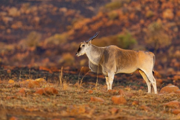 Elantilope, Eland, Taurotragus oryx, Antelope, antelope, Suikerbosrand Nature Reserve,