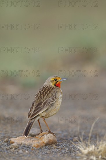 Large-spurred Pipit, cape longclaw (Macronyx capensis), Wakkerstrom surroundings, Wakkerstrom,