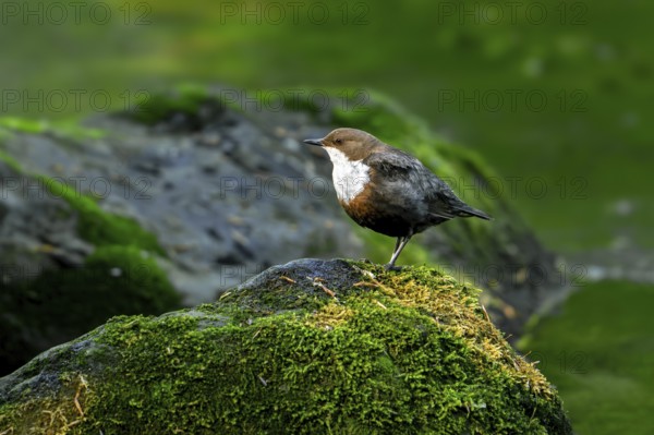 White-throated dipper, Central European dipper (Cinclus cinclus aquaticus) resting on rock covered