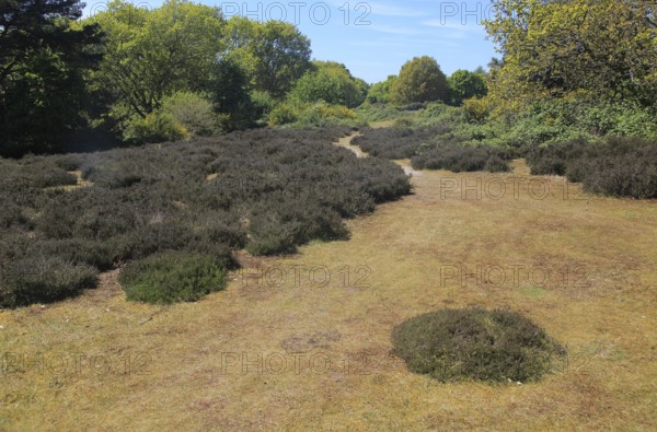 Sandlings heathland vegetation Suffolk Coast and Heaths, Shottisham, Suffolk, England, UK