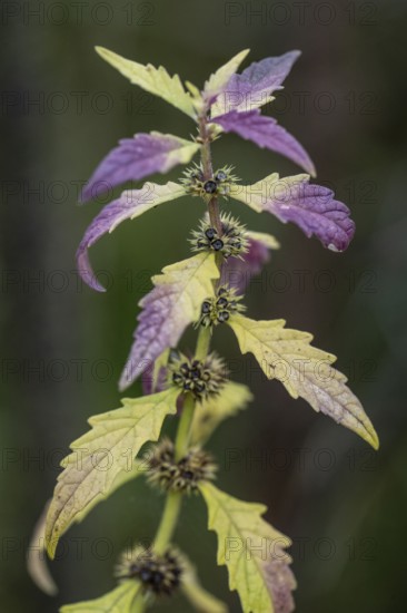 Wolfsbane (Lycopus europaea), Emsland, Lower Saxony, Germany, Europe