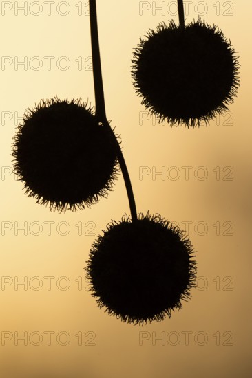 Plane tree, Oriental plane (Platanus orientalis), close-up of fruits against the light, silhouette,