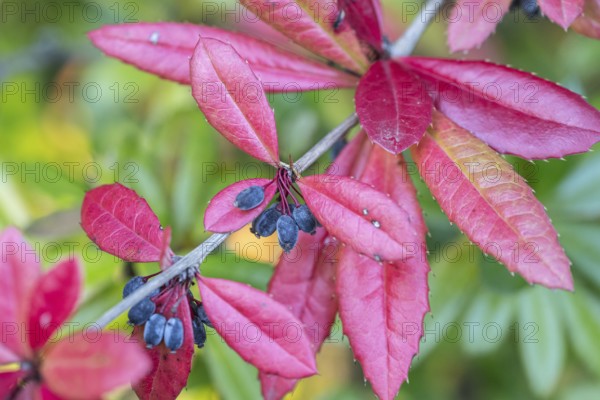 Large-leaved barberry (Berberis julianae), autumn foliage, Speyer, Rhineland-Palatinate, Germany,