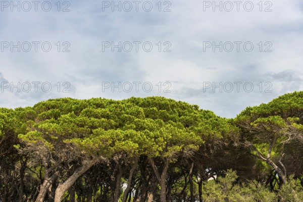 Pine (Pinus pinea), pine forest, pine tree, stone pine, tree, mediterranean, panorama, Italy,