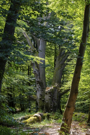 The Sababurg primeval forest, also known as the Reinhardswald primeval forest, is a nature and