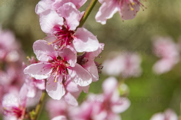 Peach blossoms about 3 weeks earlier this year, Rippien, Saxony, Germany, Europe