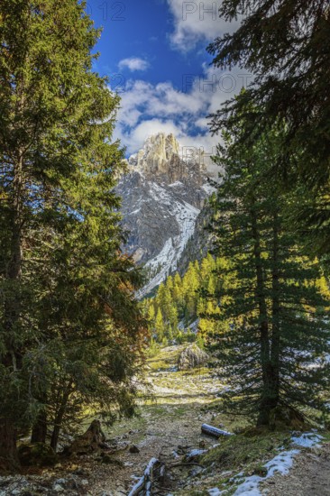 Mountain peak of the Sella Group Mountain landscape in the Alps through a dense forest with snow,