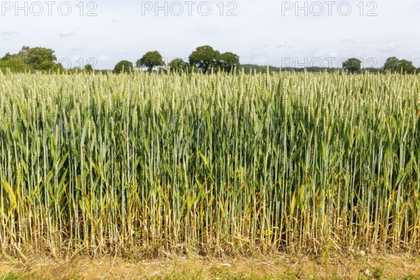 Side view of green wheat crop growing in arable field, Sutton, Suffolk, England, UK