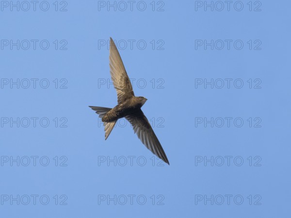 Common swift (Apus apus), adult bird in flight, against a blue sky, Hesse, Germany, Europe