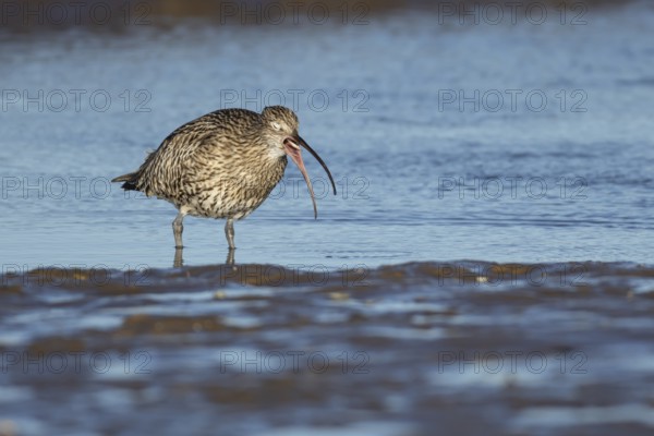 Eurasian curlew (Numenius arquata) adult bird feeding on a coastline, Norfolk, England, United