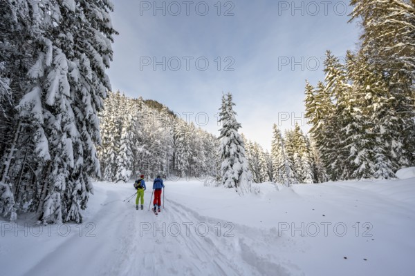 Two ski tourers in a snowy forest, ascent to Simetsberg, Estergebirge, Bavarian Prealps, Bavaria