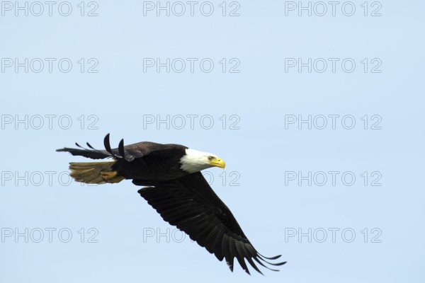 A bald eagle flies dynamically through the blue sky, National Park, Khutzeymateen Grizzly Bear