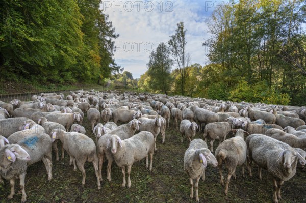 Fenced flock of sheep in a valley in Franconian Switzerland, Upper Franconia, Bavaria, Germany,
