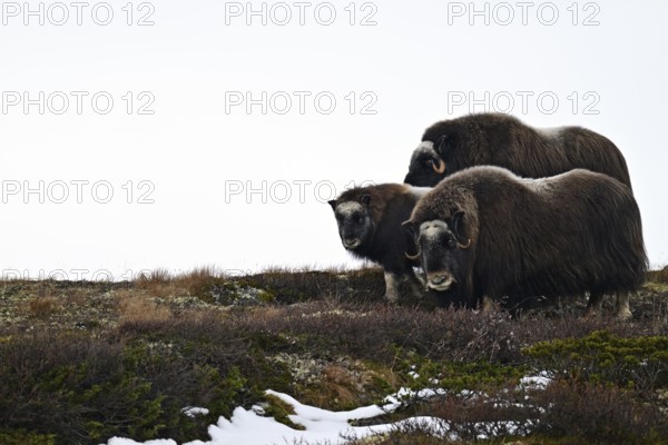 Group of musk oxen (Ovibos moschatus) with young standing in the autumn tundra on a ridge,