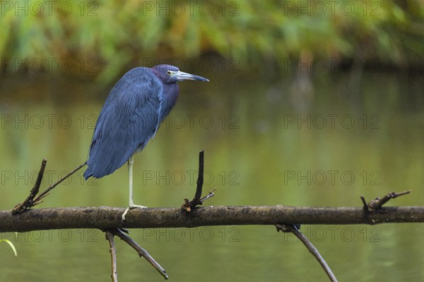 Great Blue Heron (Egretta caerulea), Heron (Ardeidae), Sierpe, Puentarenas, Costa Rica, Central