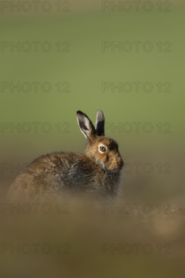 Mountain hare (Lepus timidus) adult animal in its summer coat resting on a hillside, Cairngorm