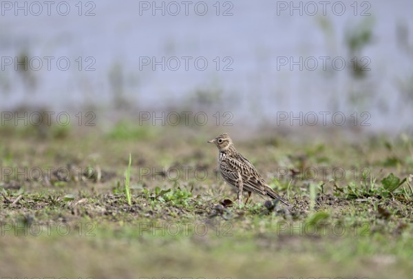 Skylark (Alauda arvensis) in a meadow, Lower Rhine, North Rhine-Westphalia, Germany, Europe