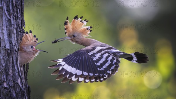 Hoopoe (Upupa epops) Bird of the Year 2022, male with a beetle as food for the young bird, feeding,